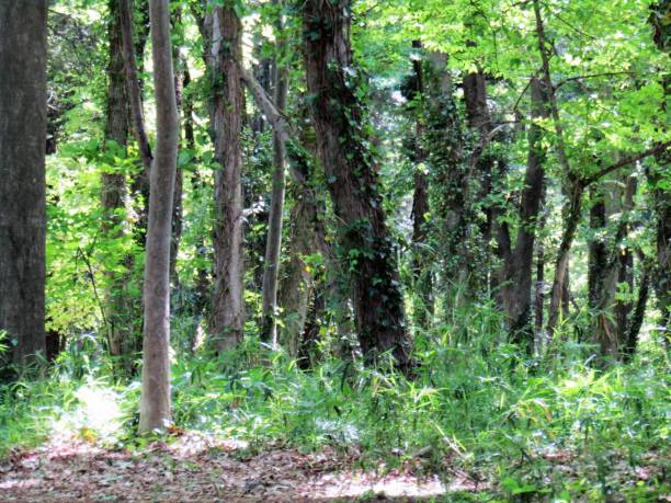 istock Japan. April. In the forest. Sunlight and shadows. 1474018936