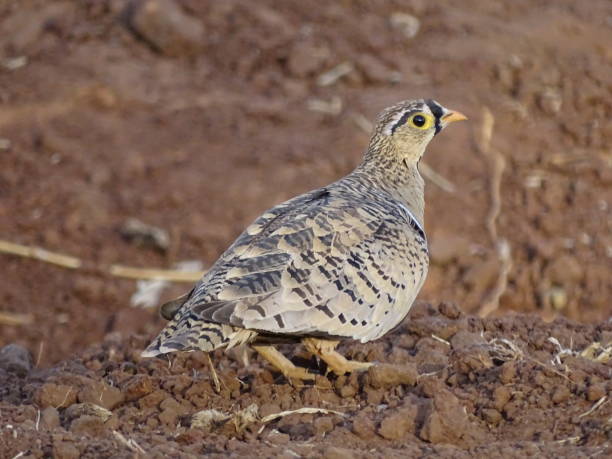 istock Bird, black-faced sandgrouse, Tarangire 1474019745