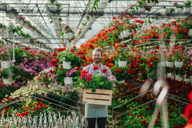 istock Man gardener working in a greenhouse 1474020075