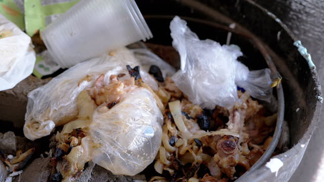 Wasp Looking for Food in a Trash Can with Waste and Discarded Food, Rotten Meat
