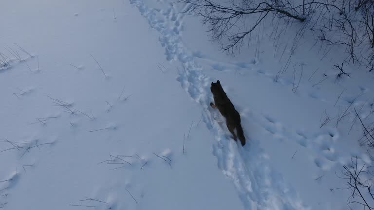 Wolf near river in winter time - aerialview