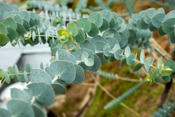 istock Medicinal leaves of eucalyptus - Eucalyptus little boy blue 1474024594