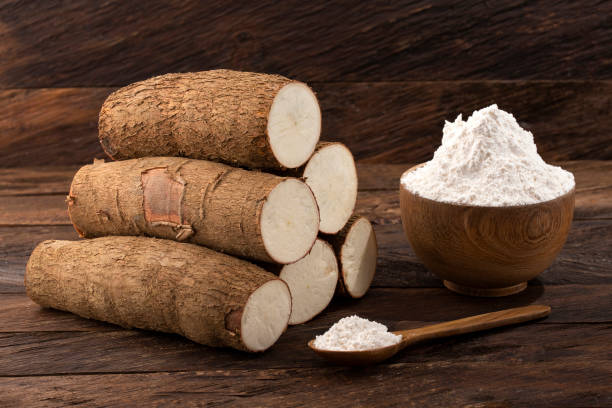 istock Organic cassava root starch - Manihot esculenta 1474024597
