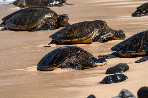 istock Giant Sea Turtles at Ho’okipa Beach 1474025322