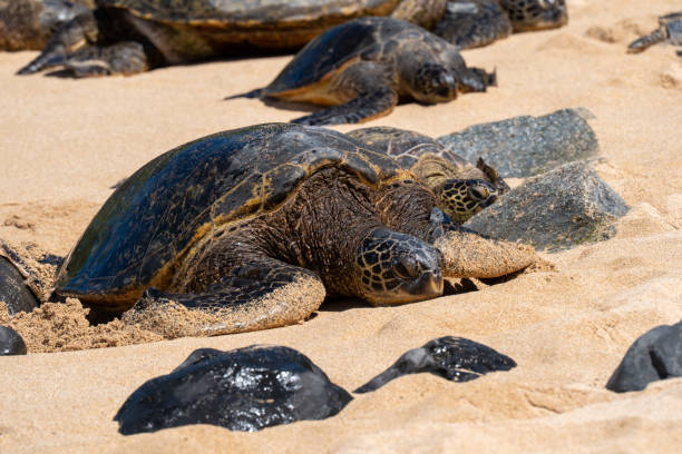 istock Giant Sea Turtles at Ho’okipa Beach 1474025353