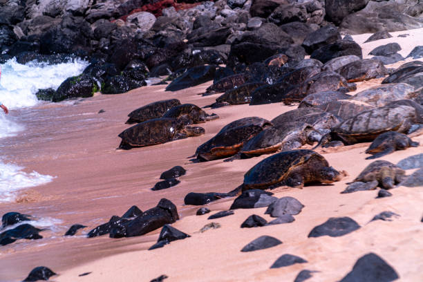 istock Giant Sea Turtles at Ho’okipa Beach 1474025371