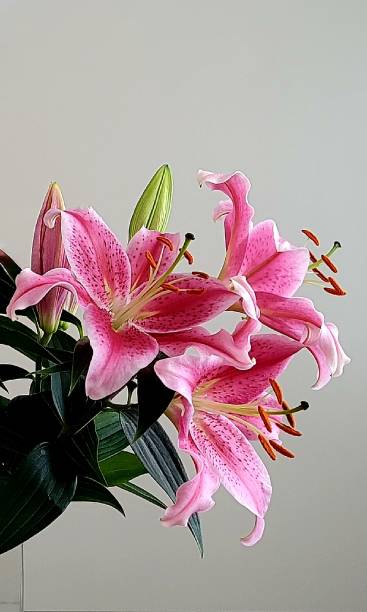 plusieurs tiges de lys astronomes roses sur fond neutre - lily pink stargazer lily flower photos et images de collection