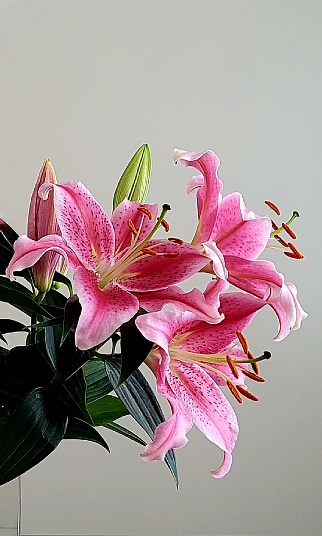Multiple stems of pink Stargazer Lillies against neutral background