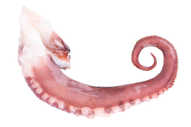 istock Squid tentacles isolated on white background. Fresh raw gigant squid. Top view. 1474028888