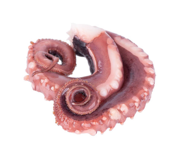 istock Squid tentacles isolated on white background. Fresh raw gigant squid. 1474028929