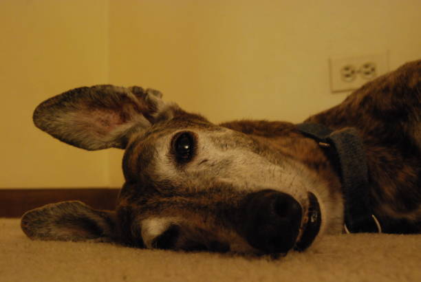 Greyhound Lying On White Carpet In Home Normal photo of dog laying on carpet, brindle greyhound with big ears brindle greyhound stock pictures, royalty-free photos & images