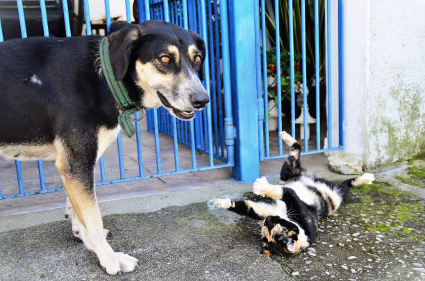 istock The tricolor cat lying on the floor playing with the mongrel dog 1474033607