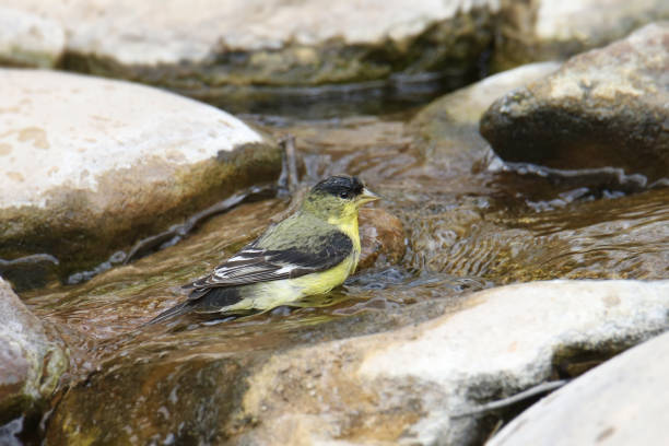 istock Lesser Goldfinch (male) (spinus psaltria) take a bath in a stream 1474036105