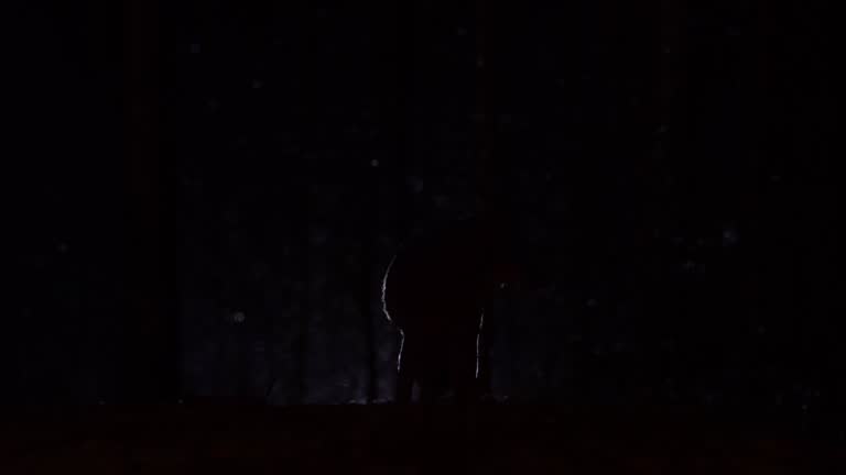 Silhouette of a wolf in the night