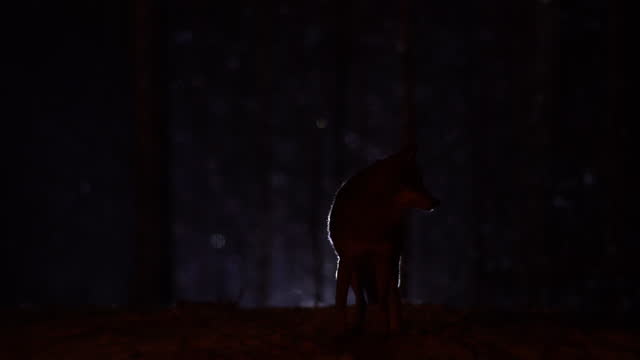 Silhouette of a wolf in the night