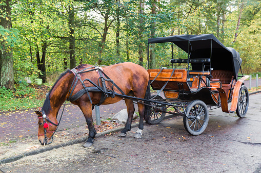 Bruges, Belgium- June 3, 2023- A woman in a straw hat drives a draft horse with a braided mane pulling a wagon loaded with tourists through the narrow historic streets of Bruges, Belgium in an early June morning.