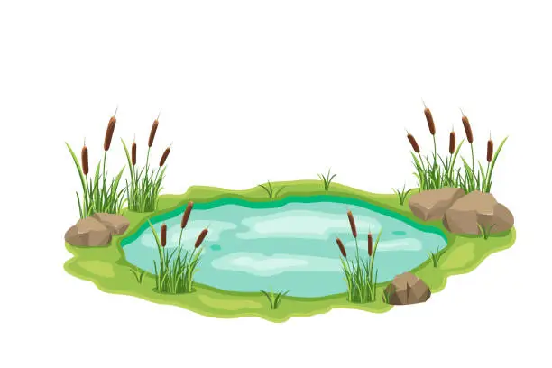 Vector illustration of Pond with cattail and thickets. Swamp in grass and stones. Vector design illustration with wild vegetation