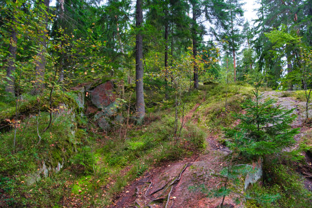 istock Beautiful pine forest in Park Mon Repos, Vyborg, Russia 1474040098