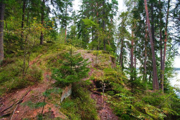 istock Beautiful pine forest in Park Mon Repos, Vyborg, Russia 1474040218