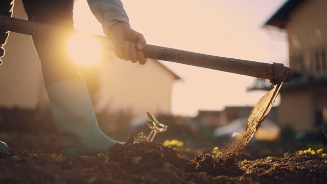 Hoeing Home Garden at Sunset