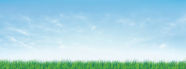 ilustraciones, imágenes clip art, dibujos animados e iconos de stock de hierba verde fresca de primavera bajo un hermoso cielo azul. fondo natural con hierba verde y cielo azul. ilustración vectorial. - meadow summer backgrounds panoramic