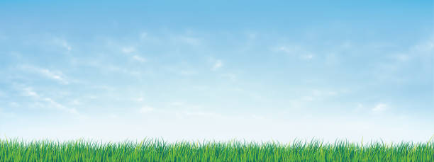 illustrations, cliparts, dessins animés et icônes de herbe verte fraîche printanière sous un beau ciel bleu. fond nature avec herbe verte et ciel bleu. illustration vectorielle. - ciel