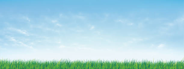 ilustrações de stock, clip art, desenhos animados e ícones de fresh spring green grass under beautiful blue sky. nature background with green grass and blue sky. vector illustration. - céu