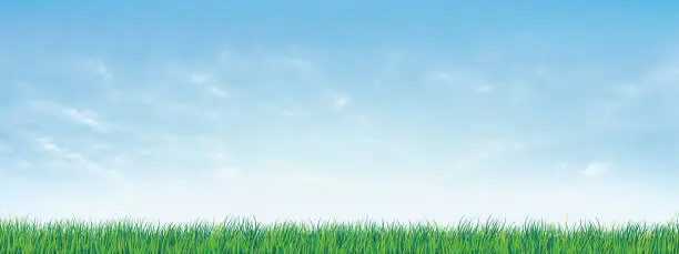 Vector illustration of Fresh spring green grass under beautiful blue sky. Nature background with green grass and blue sky. Vector illustration.