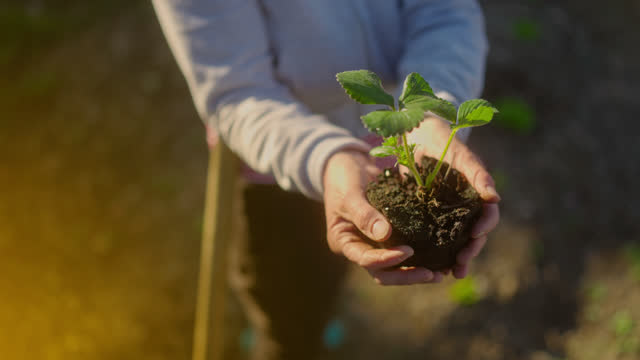 Close-up shot of a woman's hands holding a young seedling at sunset