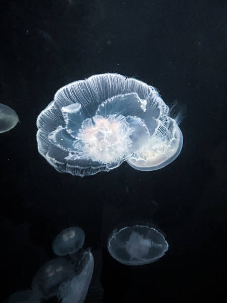 istock Jellyfish floating in sea water 1474042474