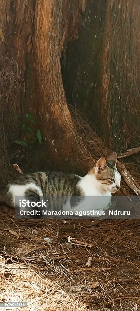 Local Cat A cat enjoying under a tree in the Nias Island Animal Stock Photo