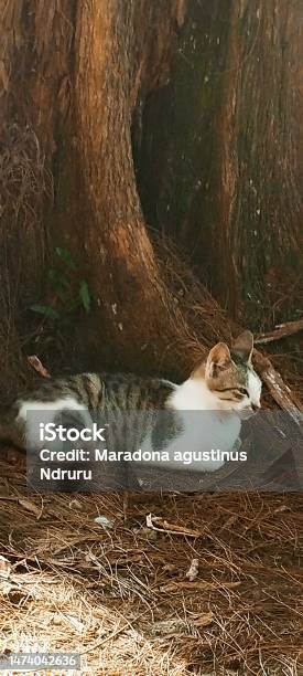 Local Cat Stock Photo - Download Image Now - Animal, Animal Body Part, Beach