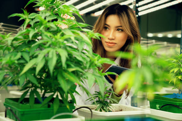 ritratto di gratificante scienziata che controlla la pianta di cannabis per scopi medici. - gratifying foto e immagini stock