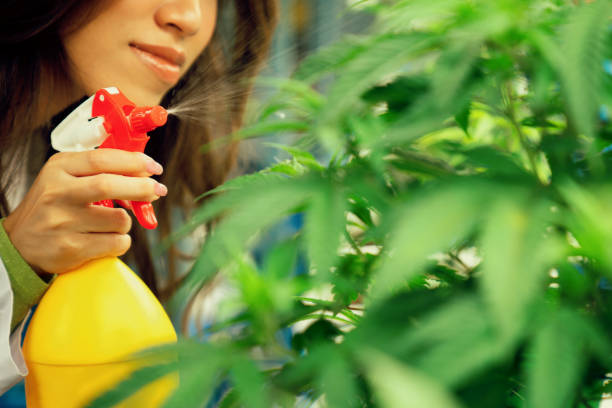 primo piano scienziato agricoltore che usa il flacone spray sulla pianta di cannabis gratificante. - gratifying foto e immagini stock