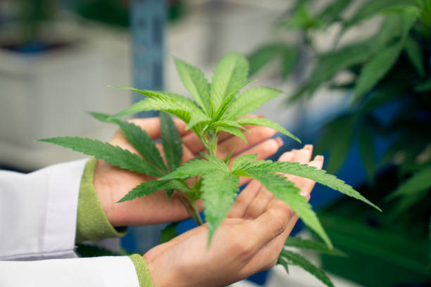 planta de cannabis gratificante na fazenda de cânhamo curativo para o produto de cannabis medicinal. - gratifying - fotografias e filmes do acervo