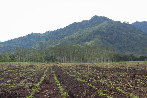 istock expanse of vacant land that has been planted 1474044624