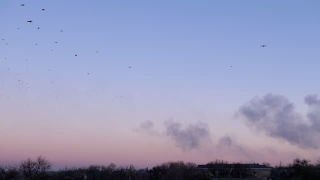 Flock of Birds Flies in a Blue Sky over Skyline of the Old City at Sunset.