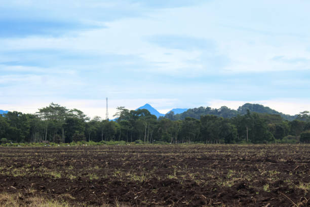 istock expanse of vacant land that has been planted 1474045788