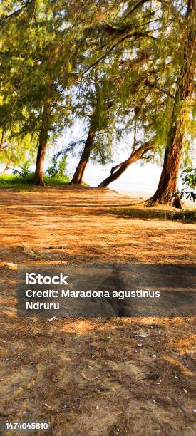 Tree Stock Photo - Download Image Now - Beach, Color Image, Indonesia