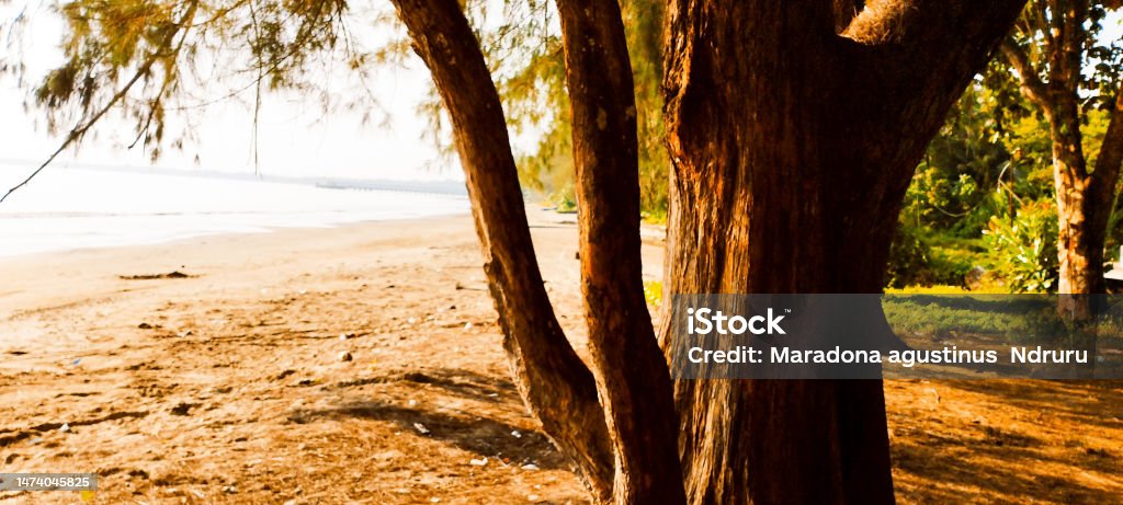 Tree Pine tree on the Nias Beach Beach Stock Photo
