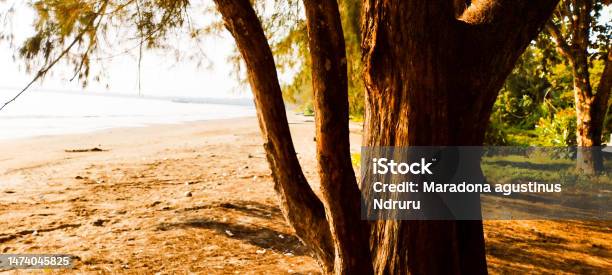 Tree Stock Photo - Download Image Now - Beach, Color Image, Horizontal