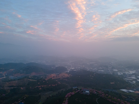 Aerial View of Cherry Blossom Organic Tea Mountain at Sunrise