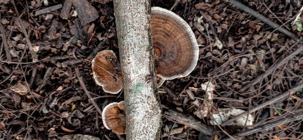 brown hexagonia fungi - asia autumn bracket brown imagens e fotografias de stock