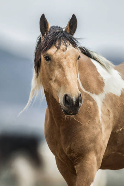 istock Wild Horse Portrait 6 1474048379