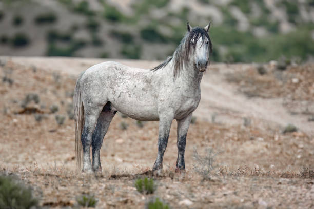 istock Wild Horse 14 1474048530