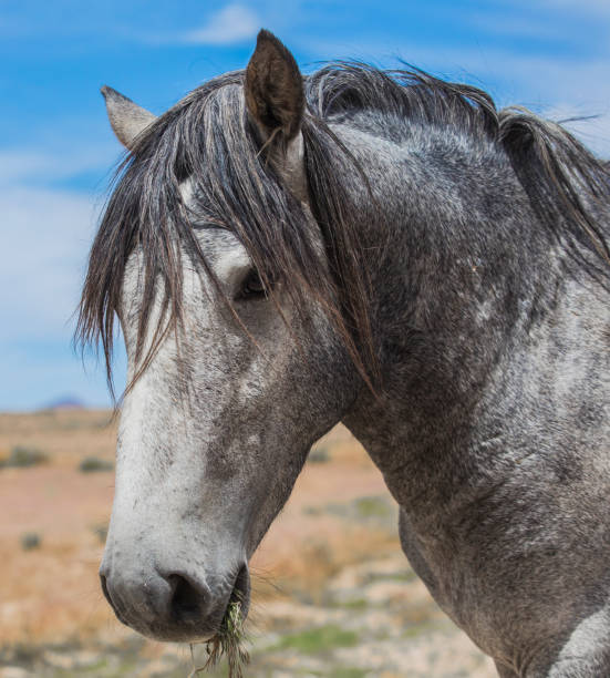 istock Wild Horse Portrait 1 1474048551