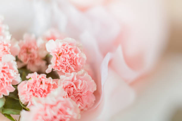 beaufitul mother day carnation bouquet - caryophyllaceae imagens e fotografias de stock