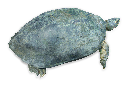 The toy is the head of a turtle hatched from an egg. Part of the body is the head of a turtle on a white background. Toy turtle