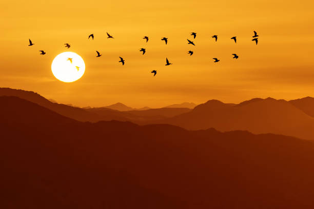 Large group birds in flight above the mountains, animals in the wild, travel, migration, and ecology concept with copy space