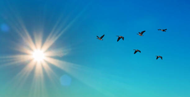 istock Migrating birds fly in a V formation autumn concept 1474051142